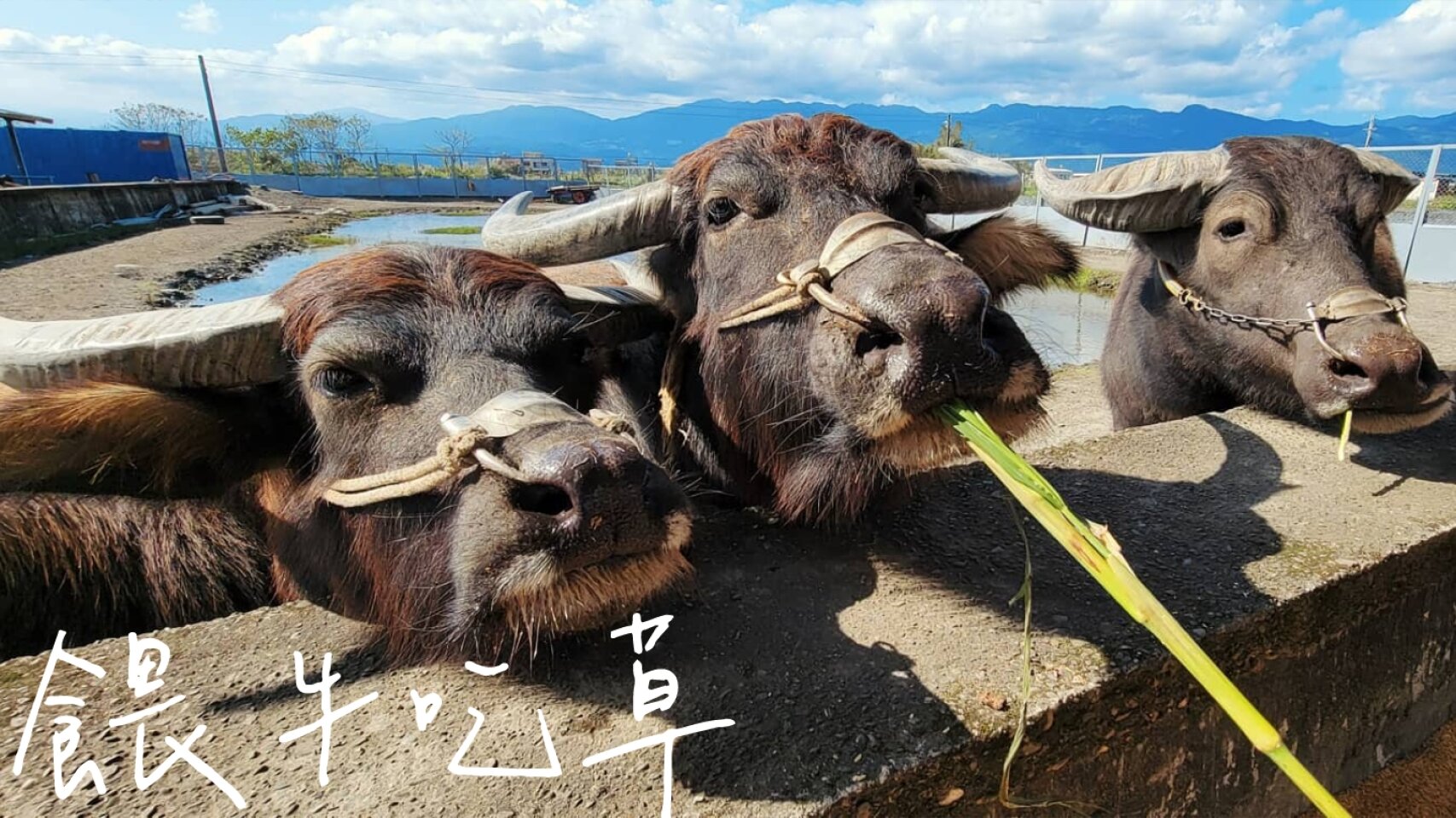 牛頭司親子體驗農場